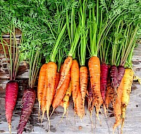 The Best Foods for Healthy Eyes