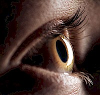 An Inside Look at the Human Eye