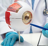 The Mechanics of the Human Eye